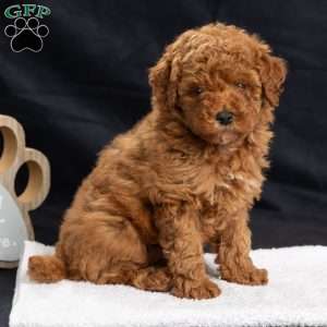 Pansy, Miniature Poodle Puppy
